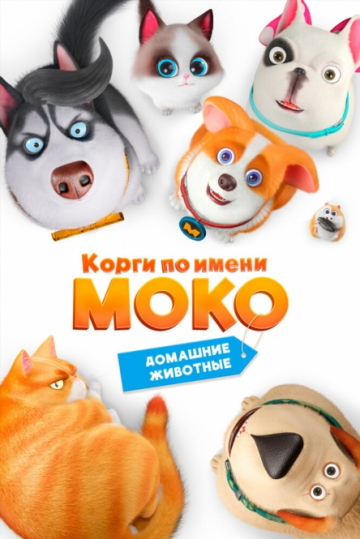 Корги по имени Моко. Домашние животные